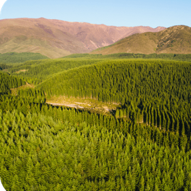 Fonds, bois, carbone, biodiversité : multiples acheteurs autour de la forêt