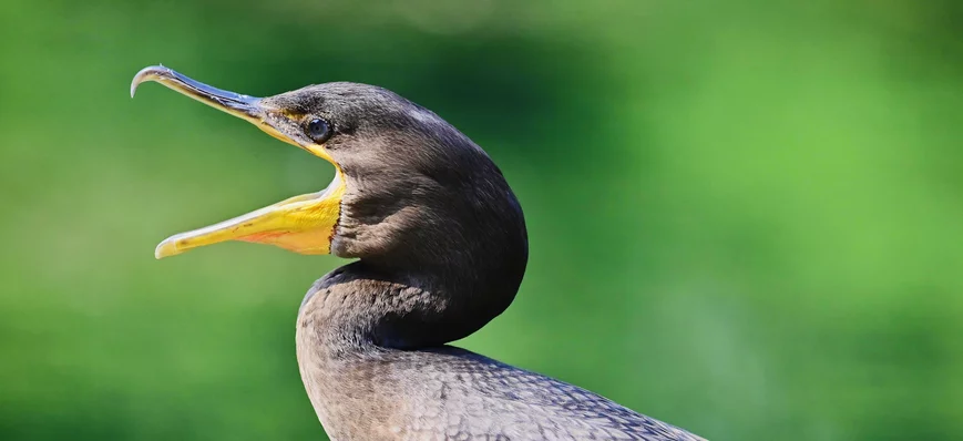 Grand cormoran : le monde de la pêche contre-attaq