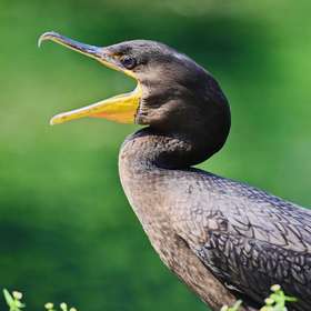 Grand cormoran : le monde de la pêche contre-attaque !
