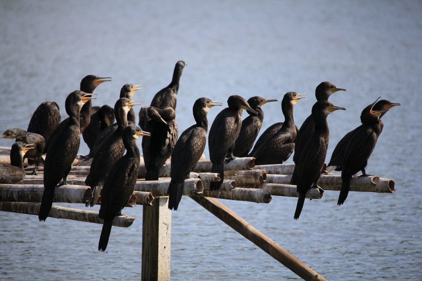 cormoran augmentation protege grand