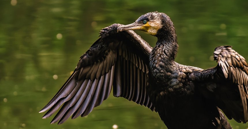 cormoran peche colere regulation