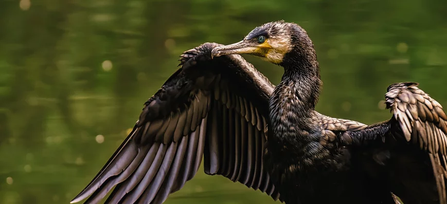 Régulation du grand cormoran : les pêcheurs appelé