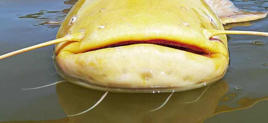 Les silures albinos sont-ils jaunes... ou blancs ?