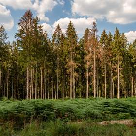 Cours des bois sur pied : les tendances en septembre 2022