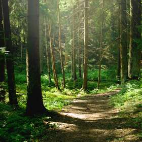 Suggestion législative pour une ouverture économique et sociale des forêts domaniales