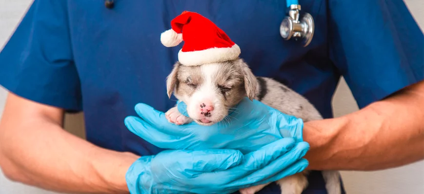 Un Noël de garde en structure vétérinaire