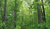 MarchEdesforEts.jpg