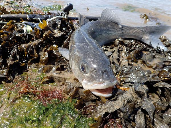 Leurres Souples pour Carpe Brochet Truite Bar, Pêche Poisson