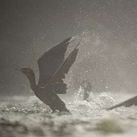 Prédation du cormoran sur les poissons : le ras le bol des pêcheurs