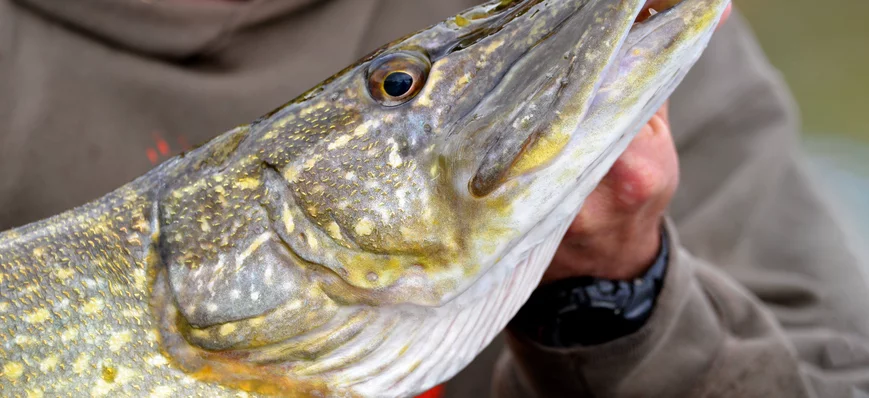 Le lac de Serre-Ponçon : un haut-lieu de la pêche 