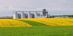 Several granaries with a field of blooming canola and wheat in t