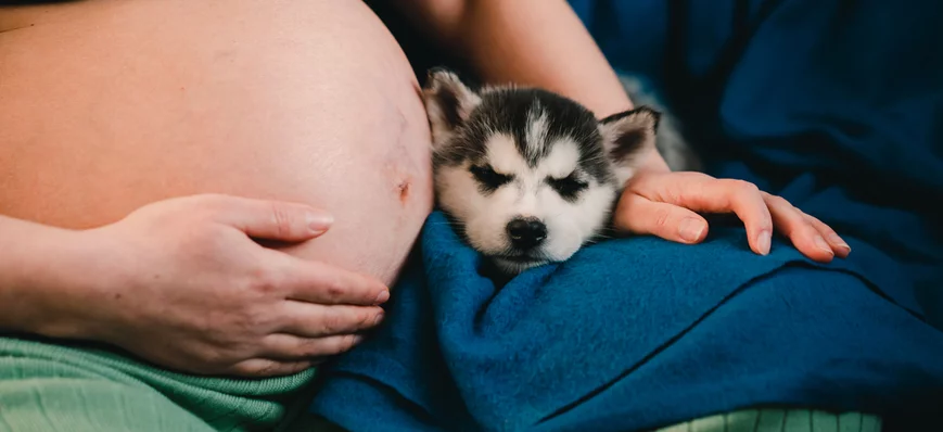 ASV : enceinte et en poste, comment gérer ?