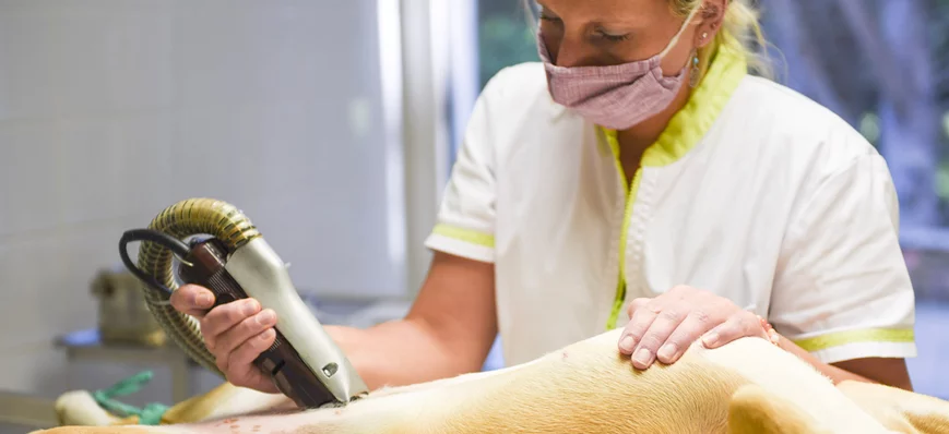 Risque de fatigue compassionnelle chez les ASV : i