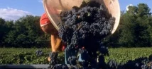 Export : les vins de Bordeaux en pleine turbulence