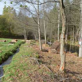 Les rigoles, frayères à truites des Vosges, un bel exemple d'aménagement !