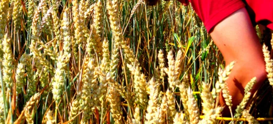 La récolte de blé 2016 en forte baisse après les i