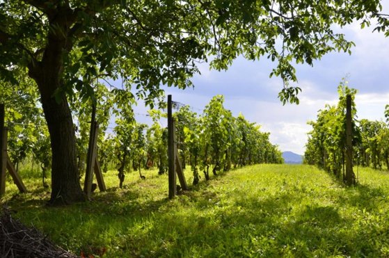 En 2017, on recense un peu plus de 100 pays producteurs de vin © OIV