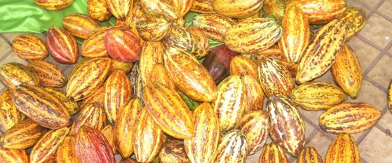 Le cacao représente 15 % du PIB de la Côte d'Ivoire © CICC