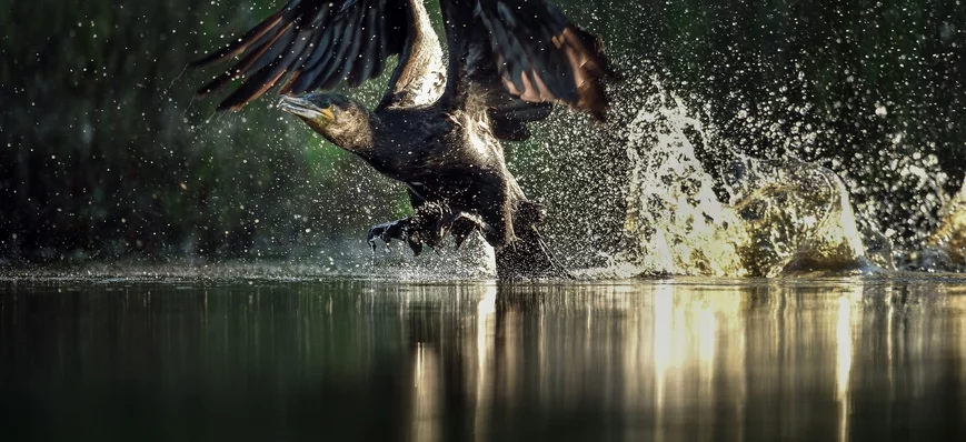 Grand cormoran : "les populations vont se stabilis