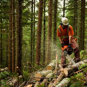 Les États généraux de la forêt et du bois s’ouvrent à la société civile