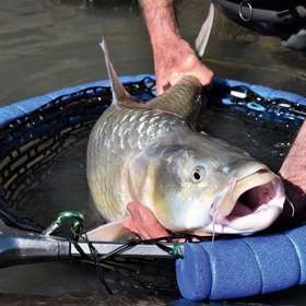 La pêche du largemouth yellowfish