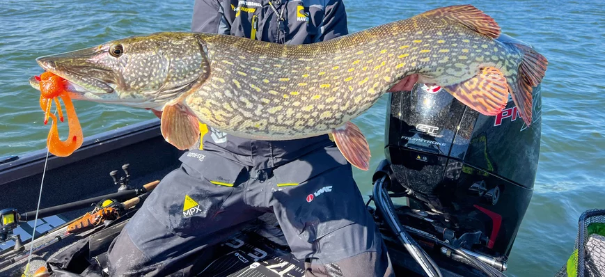 Mes couleurs de leurres préférées pour la pêche du