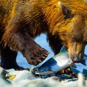 La pêche en Alaska, entre ours et saumons