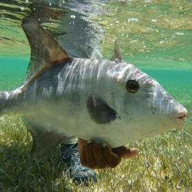 La pêche des incroyables triggerfish (ou poissons-balistes)