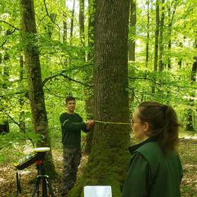 Forêts du Val de Loire : l’ONF lance un observatoire des chênaies
