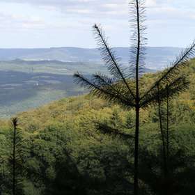La Forêt Privée de mai-juin est en ligne !