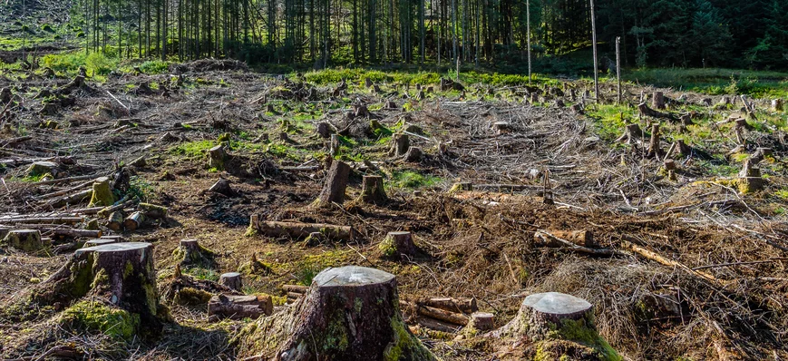 Déforestation : entrée en vigueur d’un nouveau règ