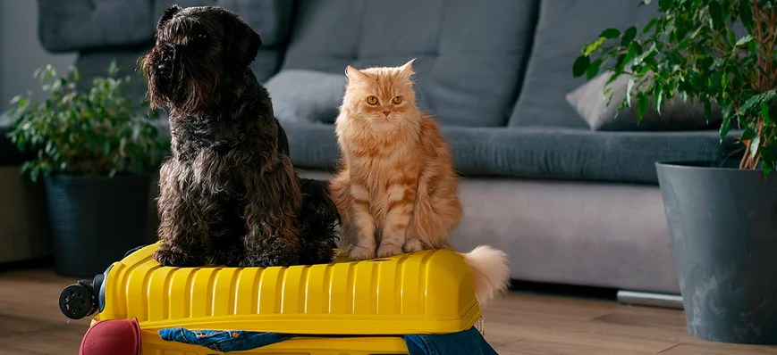 Comment développer une activité de garde d'animaux
