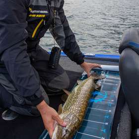 La pêche du brochet ouverte sur le lac du Bourget