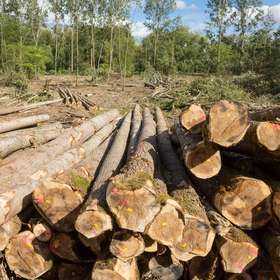 Cours des bois sur pied : tendances pour la période mai 2023