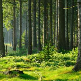 Des subventions pour "renouvellement forestier" 