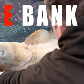 Pêche de rappel et enchainement de touches pour un maximum de carpes