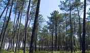 foretlandaise.jpg