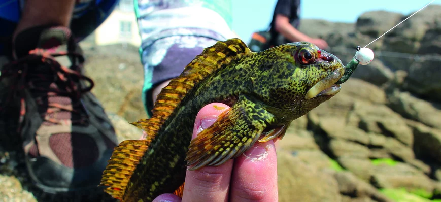 Rockfishing : apprenez à reconnaître les poissons 