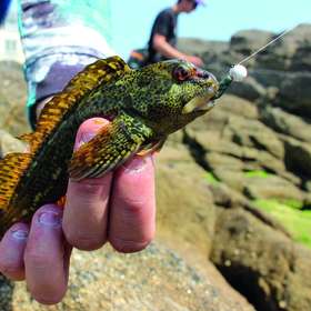 Rockfishing : apprenez à reconnaître les poissons de nos côtes