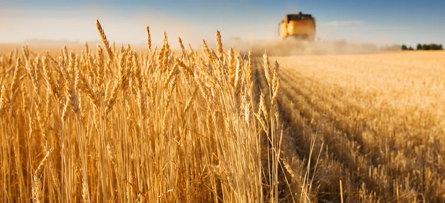 Céréales : la campagne d’exportation sera dominée 