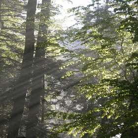 La Société forestière lance Symbiose, fonds d’investissement ouvert aux particuliers