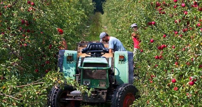 Les Côteaux Nantais lancent leur campagne de cueillette en pommes et poires biologiques. Photo Coteaux Nantais