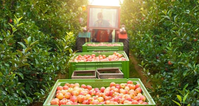 En pommes, cette année est marquée par un retour à la normale en matière de calendrier après la récolte précoce de 2022. Photo : littlewolf1989 / Adobe Stock