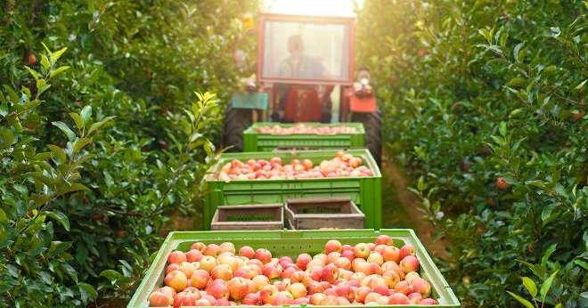 En pommes, cette année est marquée par un retour à la normale en matière de calendrier après la récolte précoce de 2022. Photo : littlewolf1989 / Adobe Stock