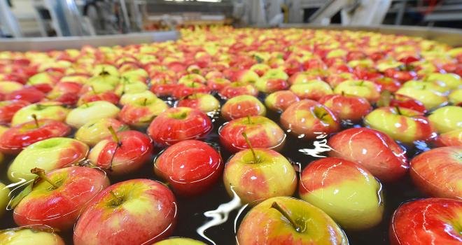 Les volumes de pommes françaises exportés vers l’Union européenne se redressent de 1 % sur un an. Photo : industrieblick/Adobe Stock