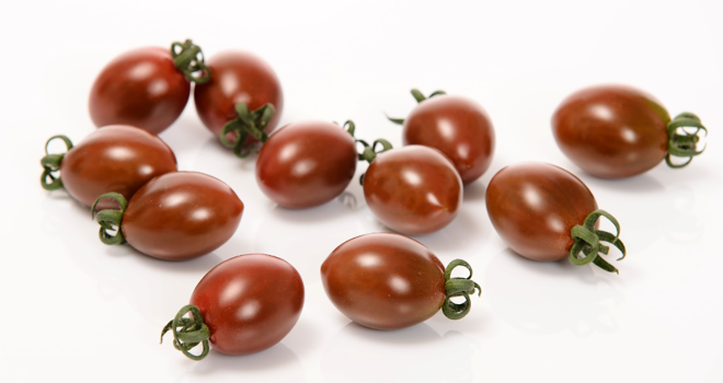 La tomate cerise Chocostar de Sakata, résistante au virus rugueux brun. Photo : Sakata