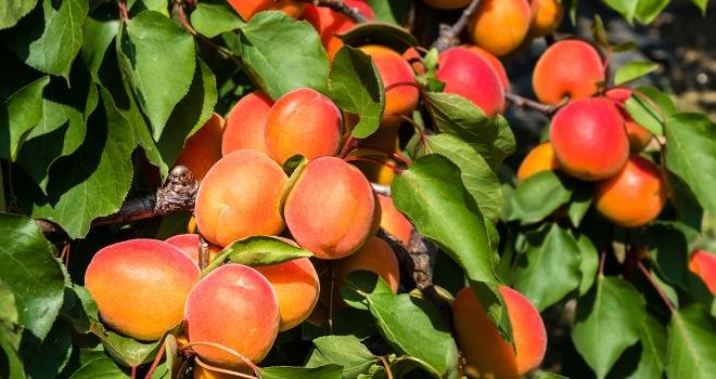 La production d'abricots 2023 atteindrait 122 000 tonnes au 1er juillet, selon Agreste. Photo : dietwalther/Adobe Stock