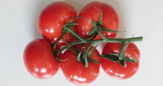 La tomate ronvine est résistante au virus ToBRFV. Photo : BASF Agro