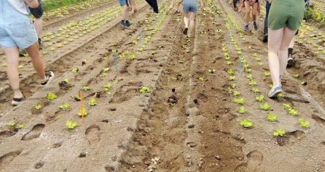 Dimanche 11 juin, des militants des Soulèvements de la Terre ont vandalisé une exploitation agricole productrice de muguet au sud de Nantes. Photo : Twitter Régis Chevalier