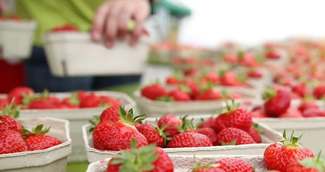 Le début de campagne a été relativement fluide pour le fraise française. Photo : th-photo / Adobe Stock